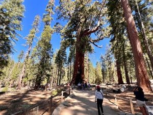 Guide For Visiting Mariposa Grove Of Giant Sequoias In Yosemite