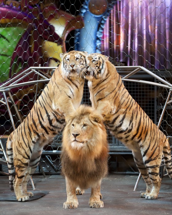 Lions and Tigers