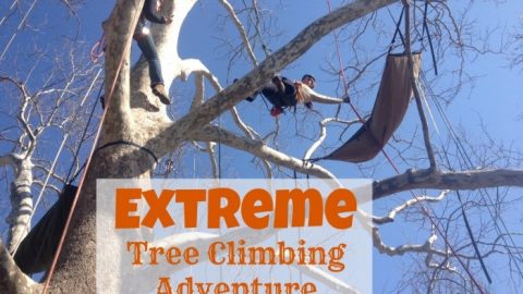 Extreme Tree Climbing with EarthJoy Adventures
