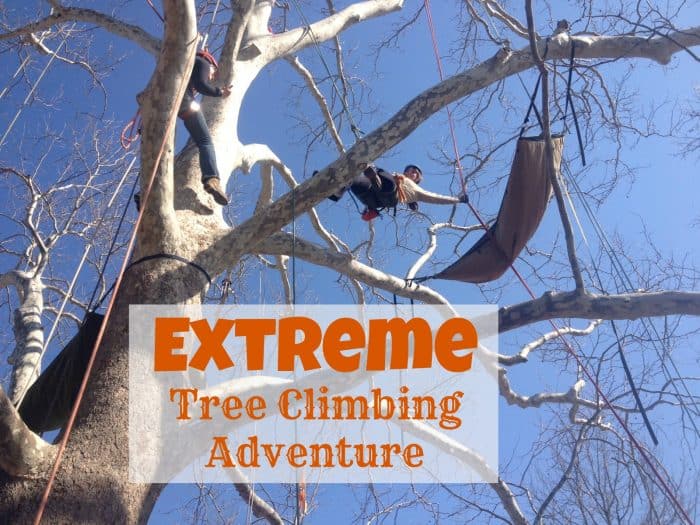 extreme tree climb