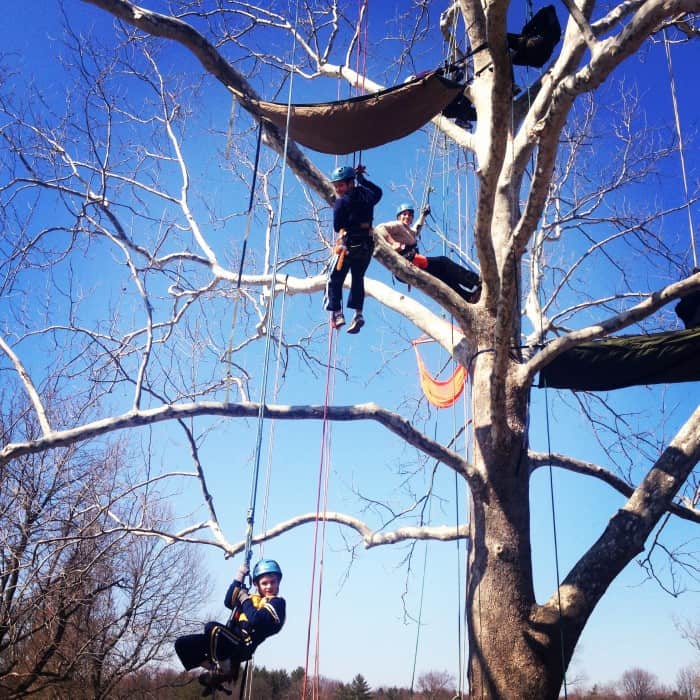 extreme tree climbing