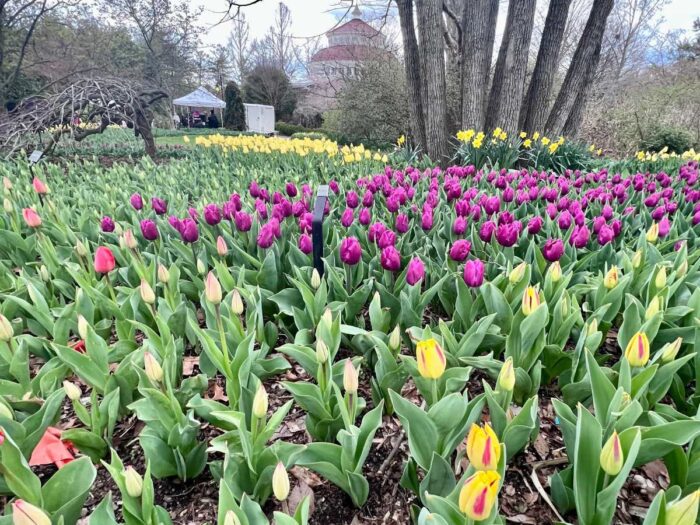 tulips at The Cincinnati Zoo