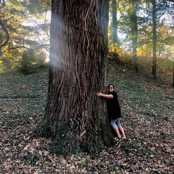 giant tree at Spring Grove Cemetery in Cincinnati