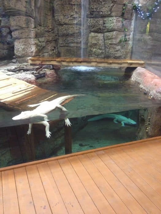 Scuba Santa's Water Wonderland Featuring Rare White American Alligators Newport Aquarium in Kentucky