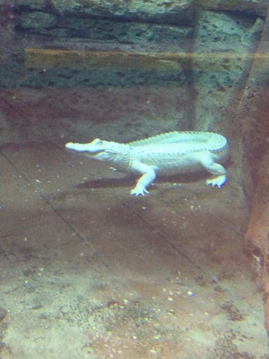 Scuba Santa's Water Wonderland Featuring Rare White American Alligators Newport Aquarium in Kentucky