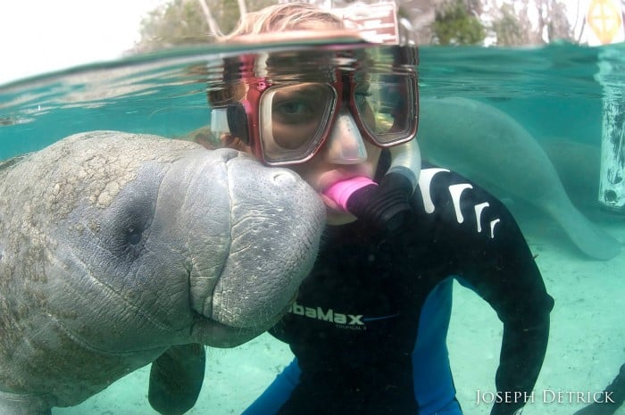 Fun to Dive Charters Swim with Manatees Florida