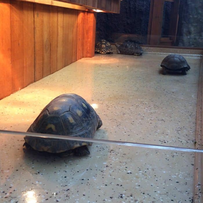Turtle Canyon Exhibit at Newport Aquarium