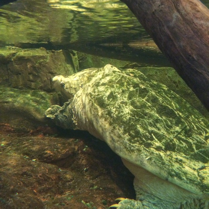 Turtle Canyon Exhibit at Newport Aquarium