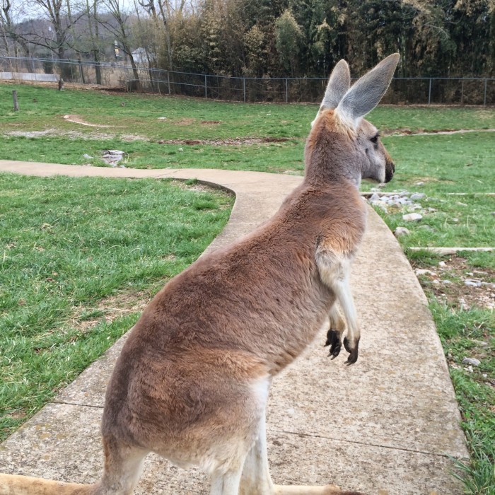 Kentucky Down Under Australian animal theme park
