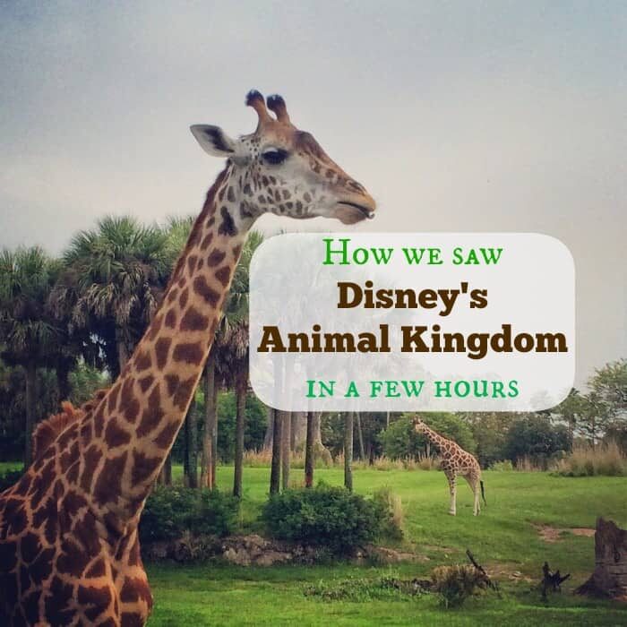 How we saw Disney's Animal Kingdom in a few hours