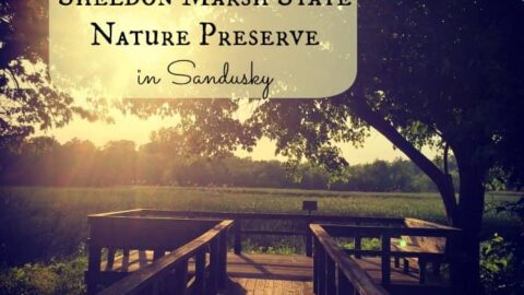 Image for Sheldon Marsh State Nature Preserve in Sandusky
