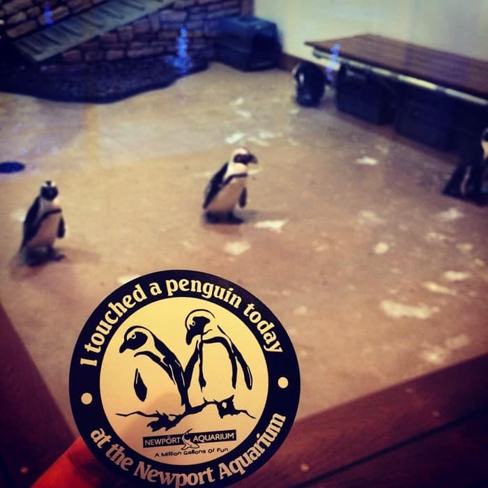 Penguin Encounters at the Newport Aquarium