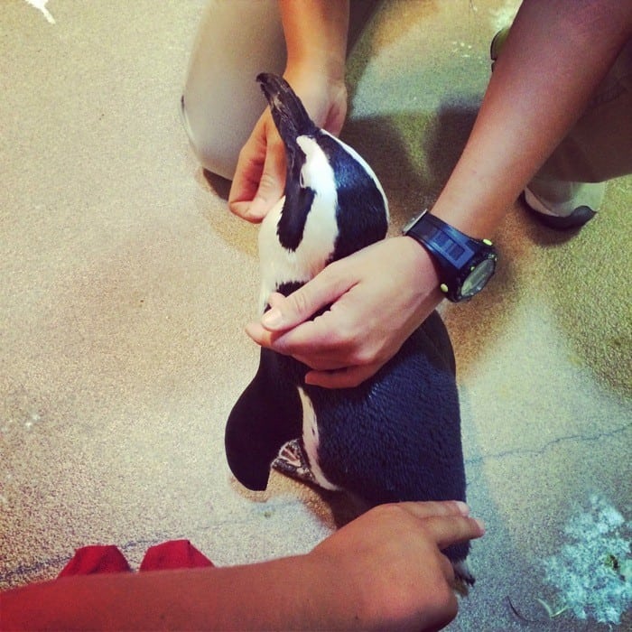 Penguin Encounters at the Newport Aquarium