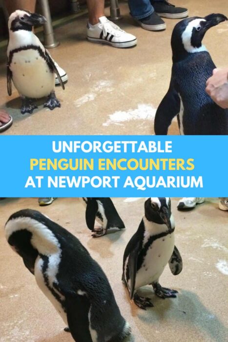 Unforgettable Penguin Encounters at Newport Aquarium