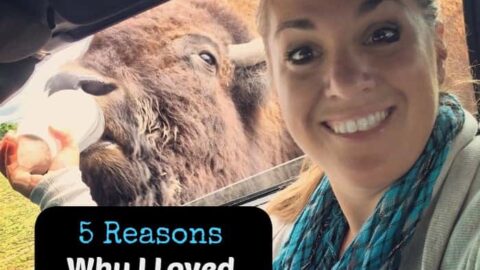Image for 5 Reasons Why I loved African Safari Wildlife Park