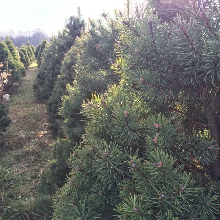 Tips for Selecting and Taking Care of a Real Christmas Tree