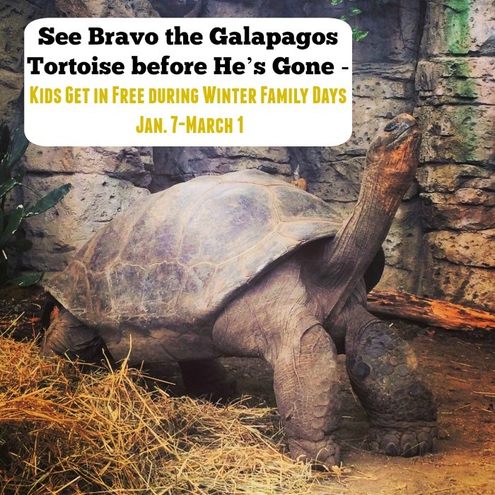 Bravo the Galapagos Tortoise