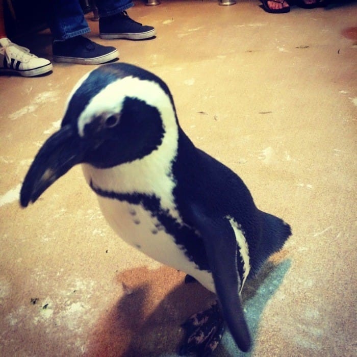 penguin encounter at Newport Aquarium