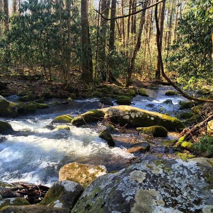 Creek in the Smoky Mountains