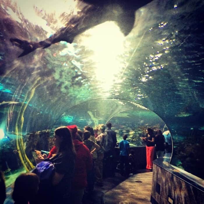 Ripley's Aquarium Gatlinburg