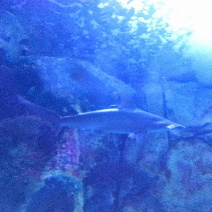 Shark Bridge at Newport Aquarium