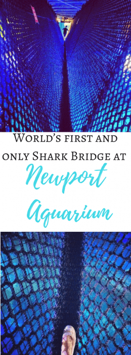 World’s first and only Shark Bridge at Newport Aquarium