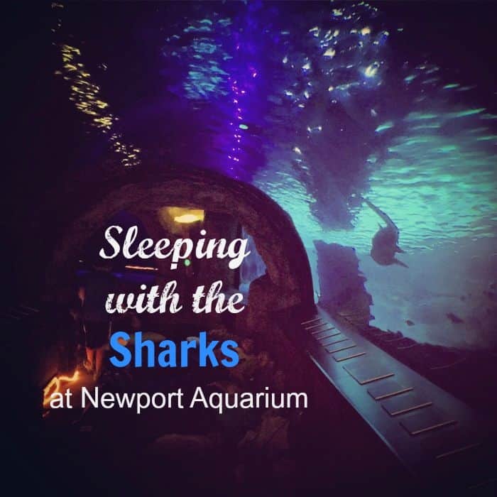 Sleeping with the Sharks at the Newport Aquarium