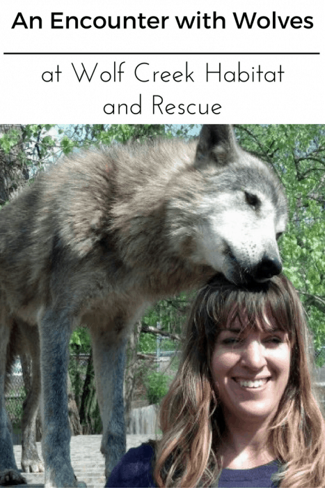 An encounter with wolves at Wolf Creek Habitat and Rescue