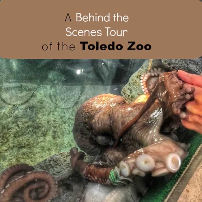 A Behind the Scenes Tour of the Toldeo Zoo