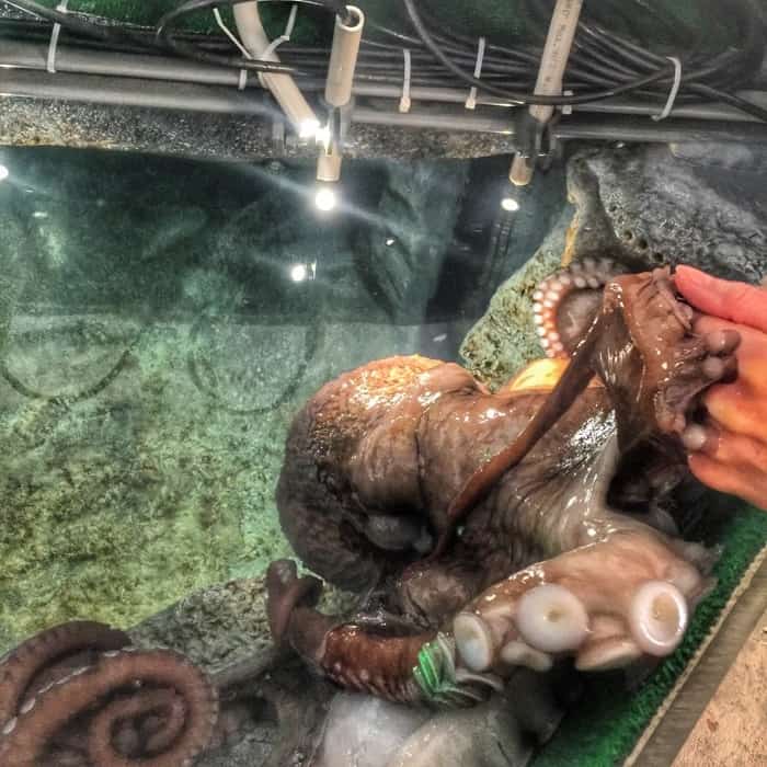 octopus at the Toledo Zoo 