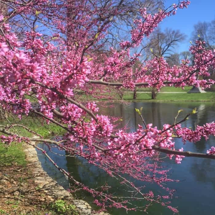 beautiful trees at Spring Grove Cemetery and Arboretum 