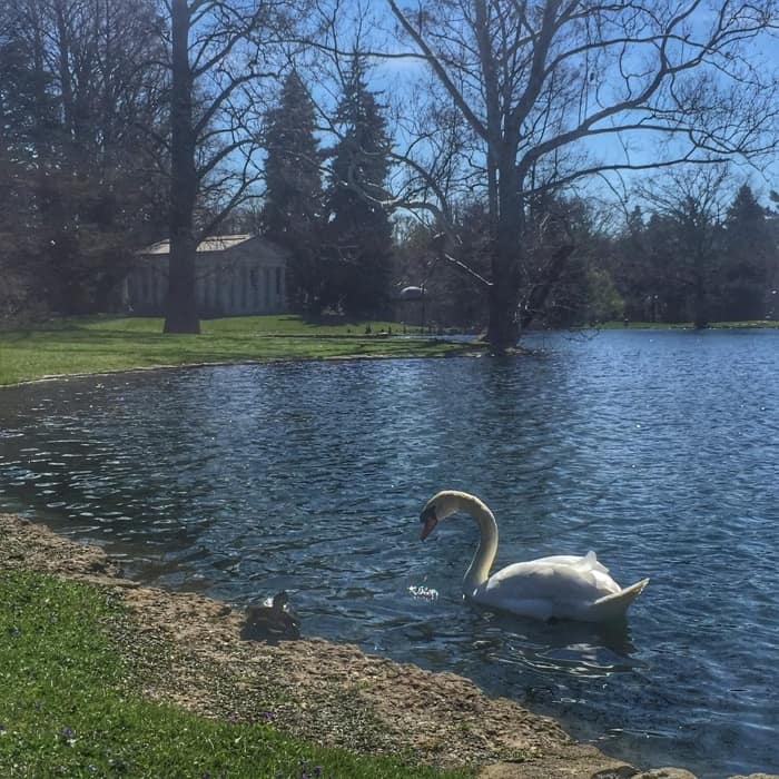 swan in a lake at Spring Grove Cemetery and Arboretum 