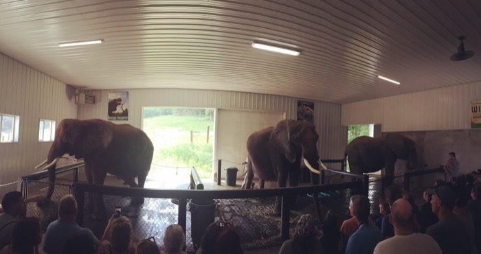 Elephant Retreat at Wilstem Ranch 26