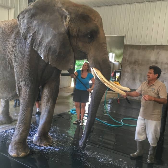 help give an elephant a bath at at Wilstem Ranch 