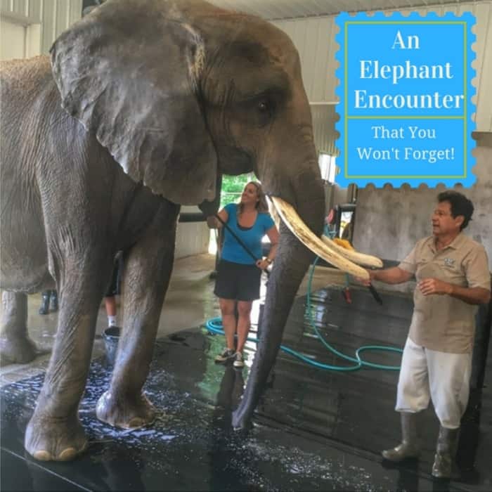 If you love elephants, this elephant encounter is a must!