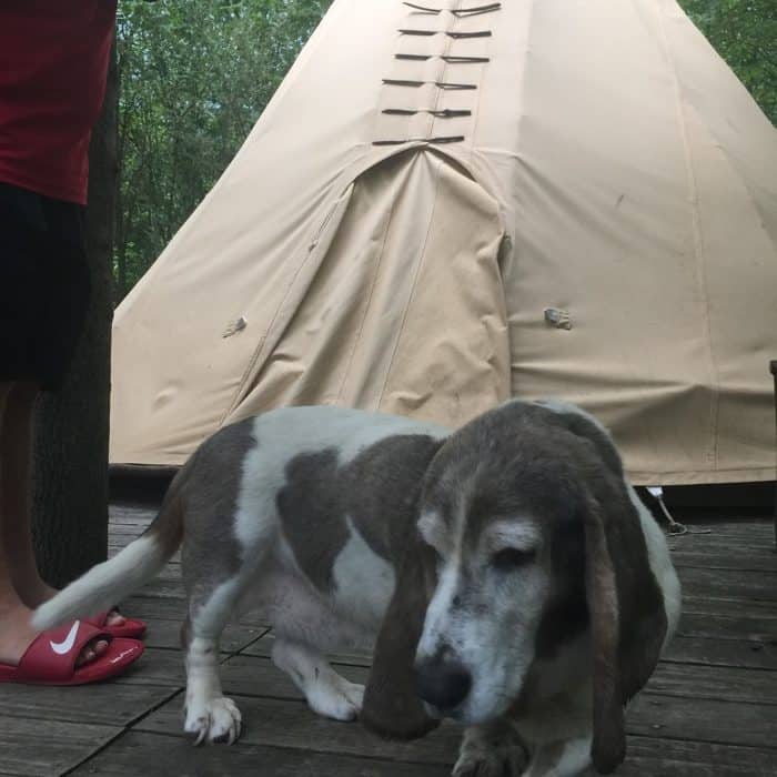welcome dog at Sleeping Bear retreat