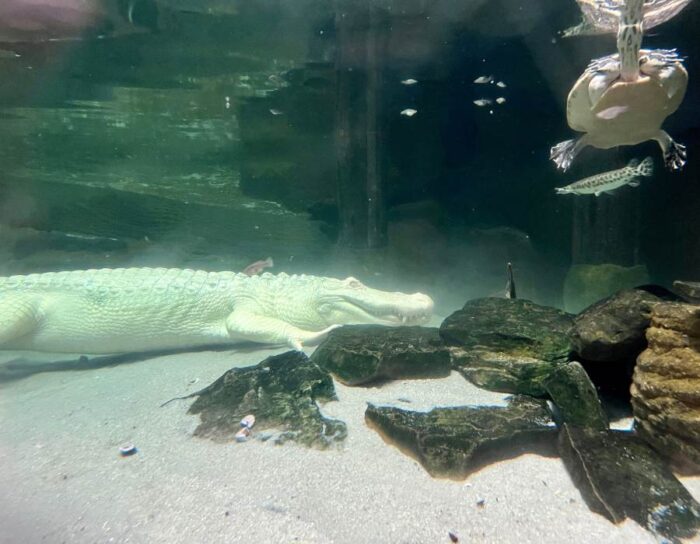 Albino American alligator at Newport Aquarium