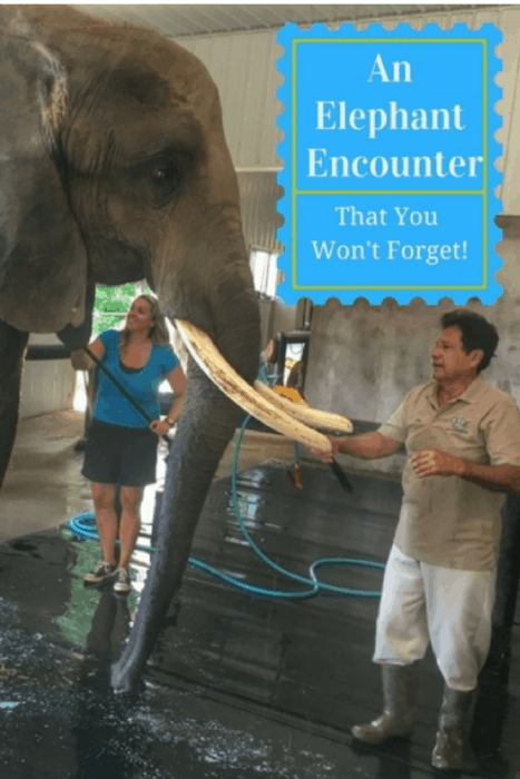 An Elephant Encounter That You Will Never Forget