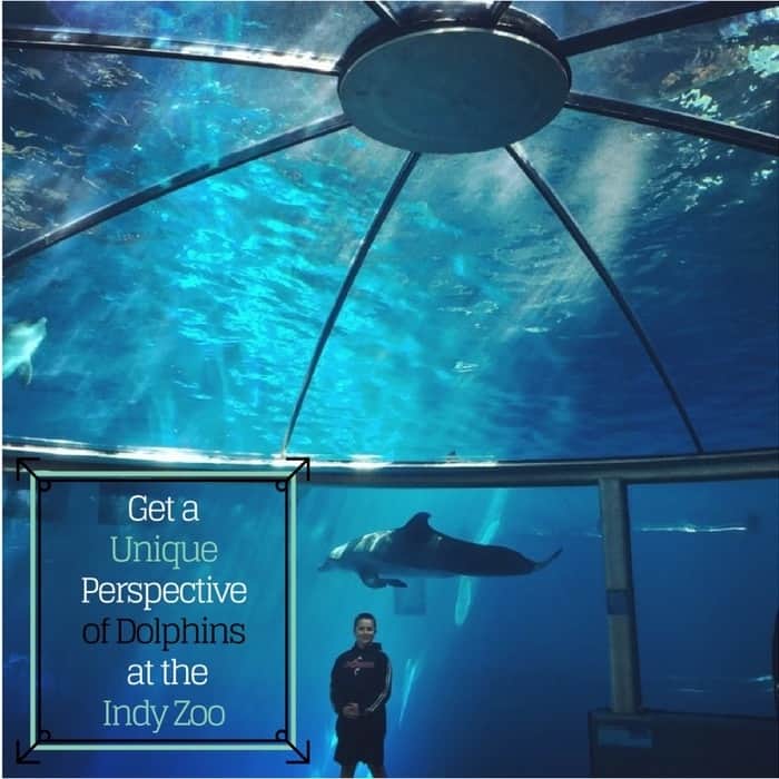 Get a Unique Perspective of Dolphins at the Indy Zoo