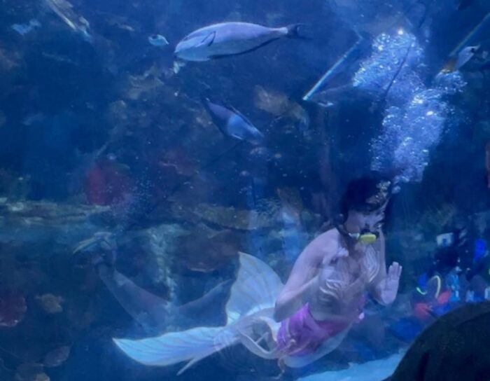 Mermaid at Newport Aquarium