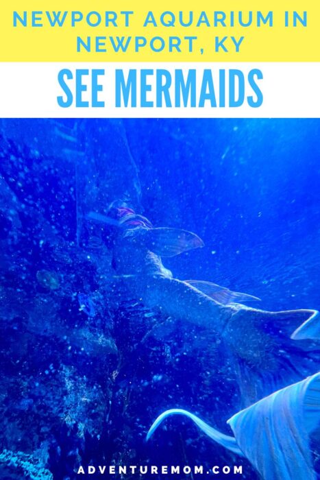 See Mermaids at Newport Aquarium in Newport, Kentucky
