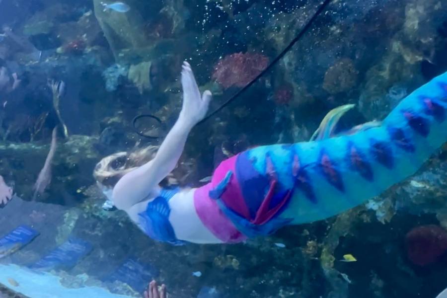 See Mermaids at Newport Aquarium in Newport, Kentucky