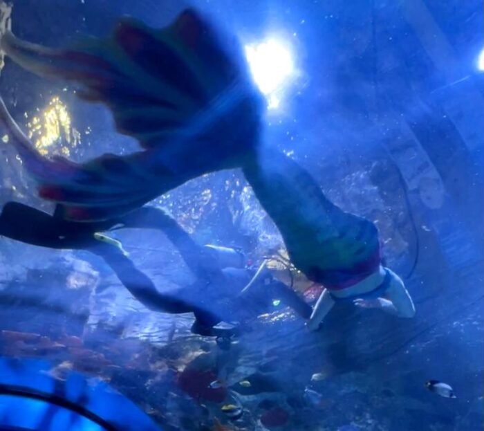 mermaid with diver at Newport Aquarium