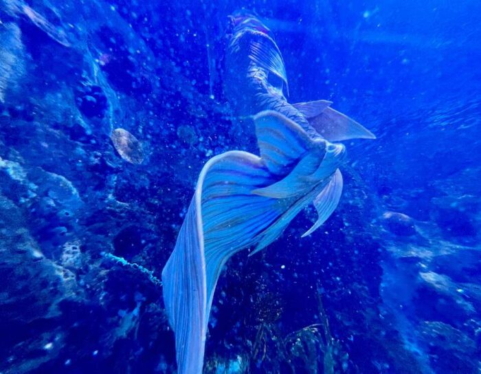 mermaids at Newport Aquarium 