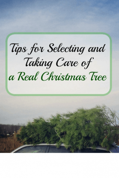 Tips for Selecting and Taking Care of a Real Christmas Tree
