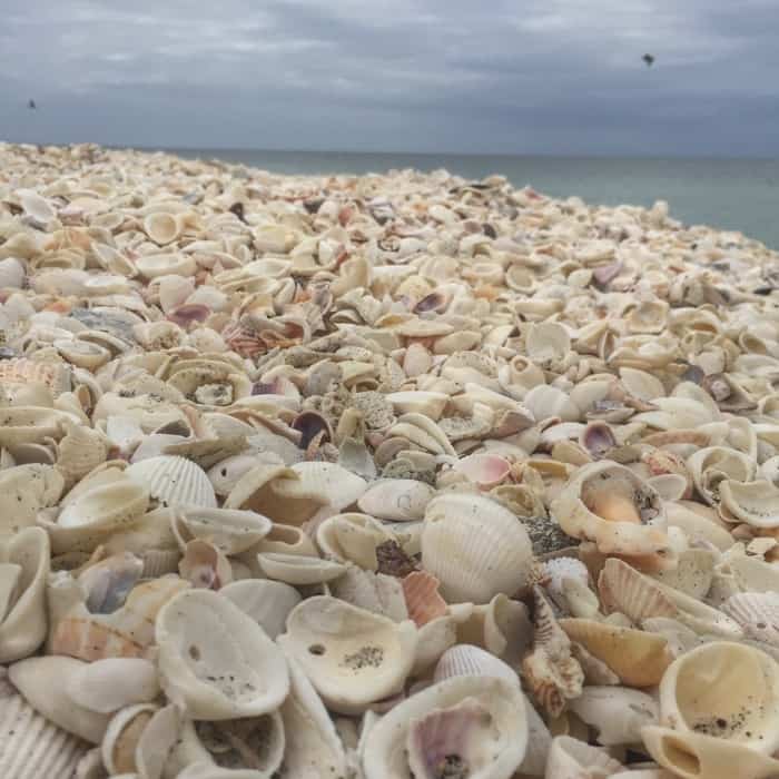 Shells on the beach in Englewood Florida