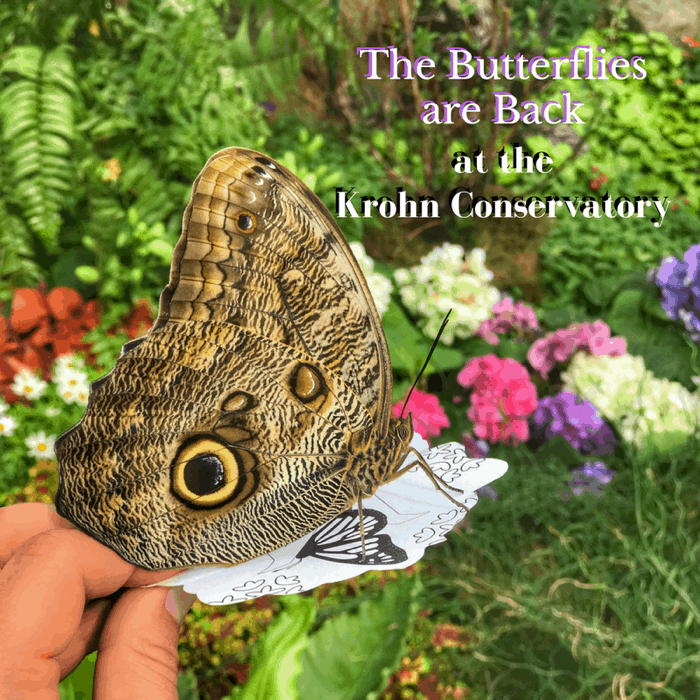 The Butterflies are Back at Krohn Conservatory