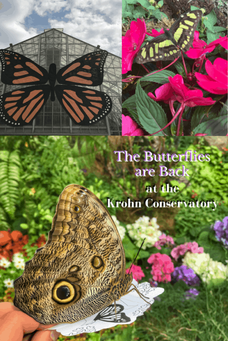 The Butterflies are Back at the Krohn Conservatory in Cincinnati