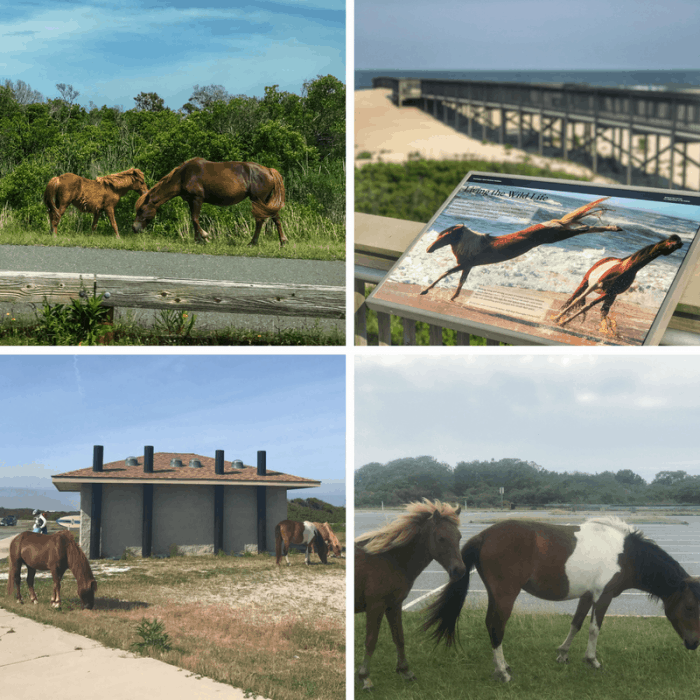 Wild Horses at Assateague Island National Park