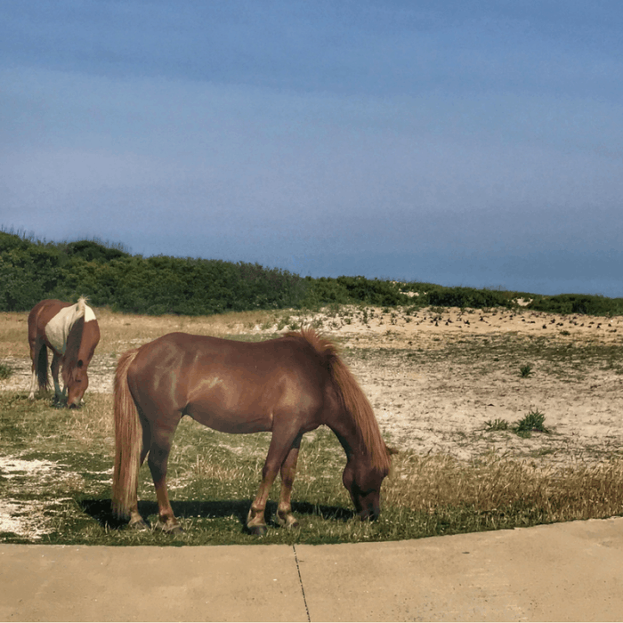 Wild horses at Assateague Island